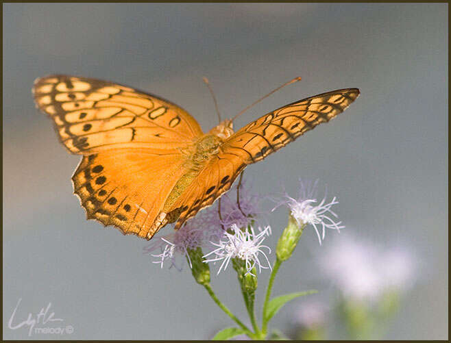 Image of Mexican Fritillary