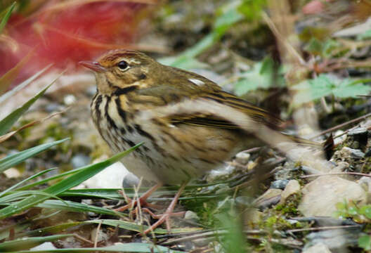 Image of Olive-backed Pipit