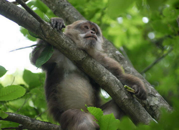 Image de Macaque Du Thibet