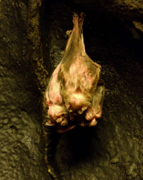 Image of vampire bat