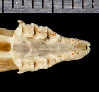 Image of Verapaz Shrew