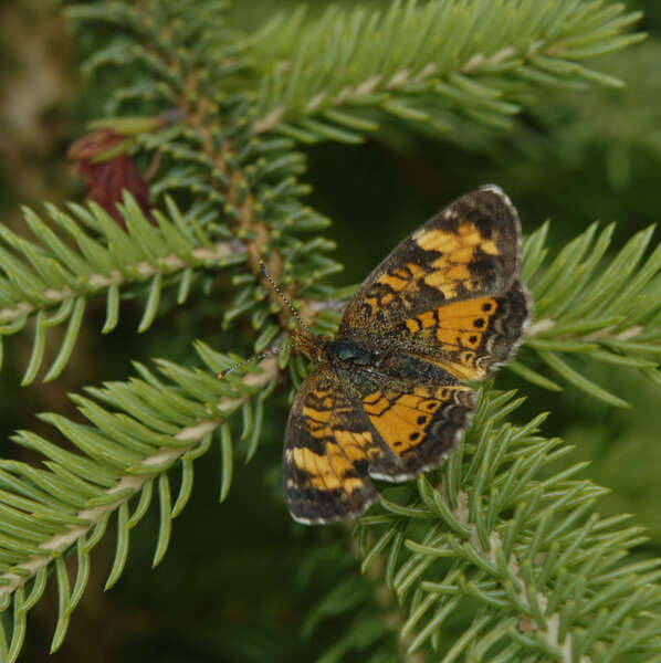 Image de Phyciodes