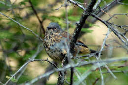 Image of Maroon-backed Accentor