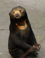 Image of Sun bear