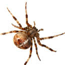 Image of Garden spider