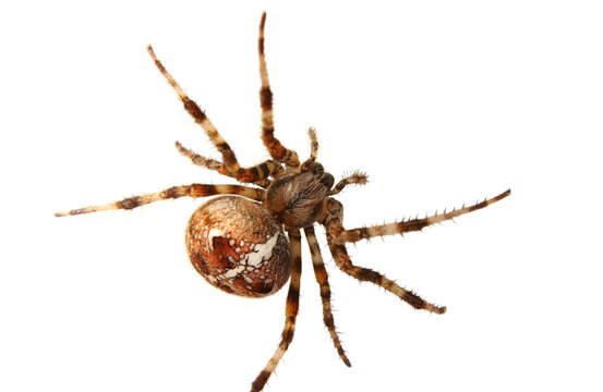 Image of orb weavers