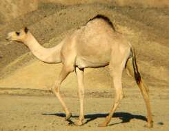 Image of Dromedary