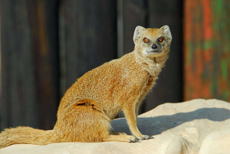 Image of Yellow Mongoose