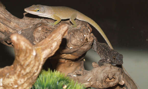 Image of American Anole