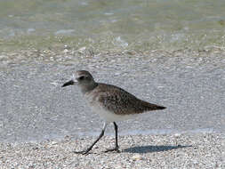 Image of Grey Plover