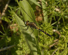 Imagem de Leucorrhinia intacta (Hagen 1861)