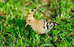 Image of hoopoes