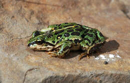 Image of Asian frogs
