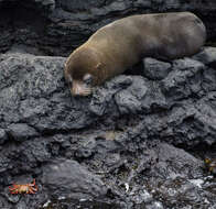 Image de Arctocéphale des Galapagos