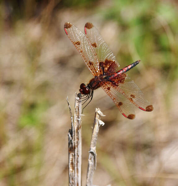 Celithemis Hagen 1861 resmi