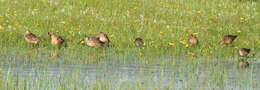 Image of Long-billed Dowitcher