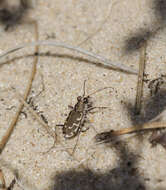 Image of Bronzed Tiger Beetle