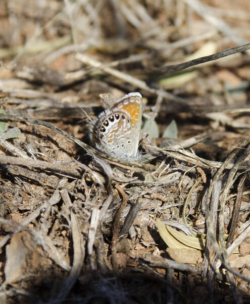 Image of Pygmy Blues