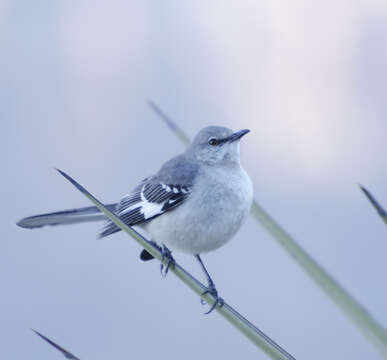 Image de Mimus Boie & F 1826