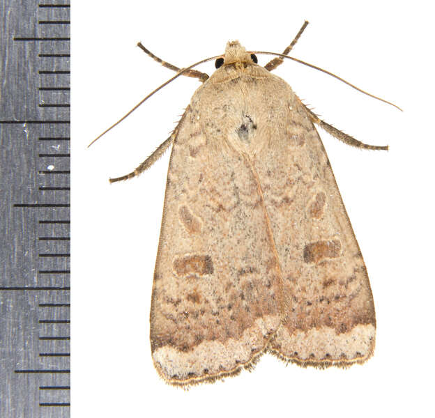 Abagrotis resmi