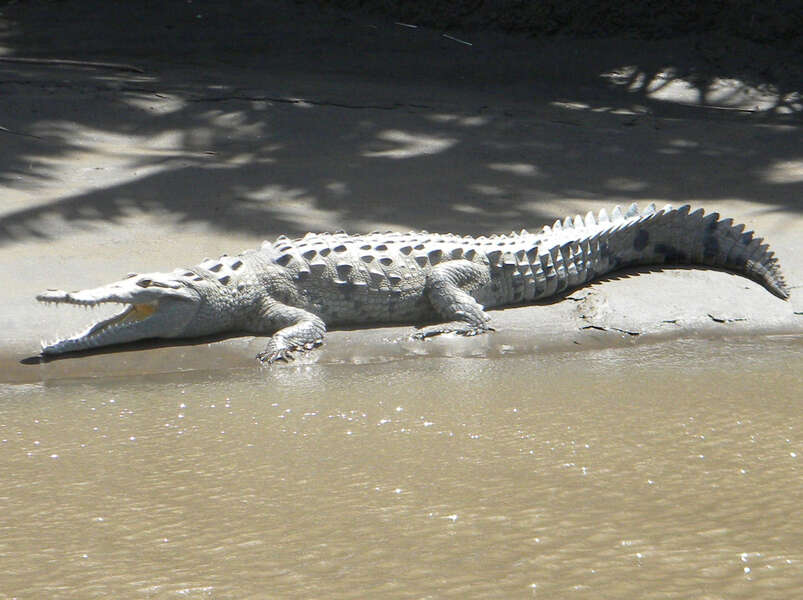 Imagem de Crocodylus acutus (Cuvier 1807)