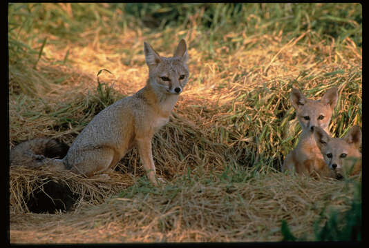 Image of Desert Fox