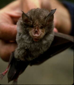 Image of Greater Horseshoe Bat