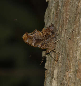 Слика од Polygonia interrogationis Fabricius 1798