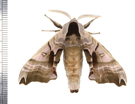 Image of Twin-spotted Sphinx