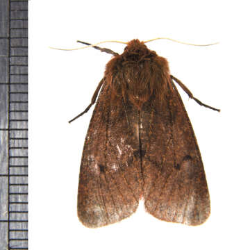 Phragmatobia Stephens 1828 resmi