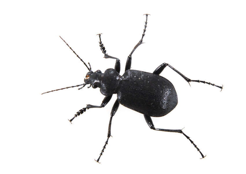 Слика од Calosoma