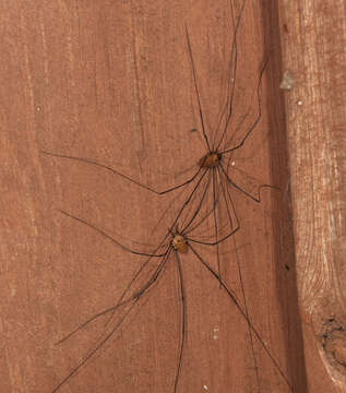 Image of harvestmen