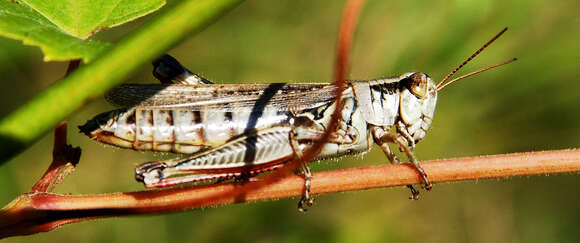 Image of Melanoplus