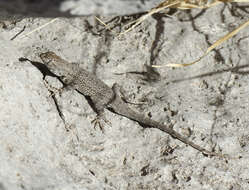 Image de Sceloporus merriami Stejneger 1904