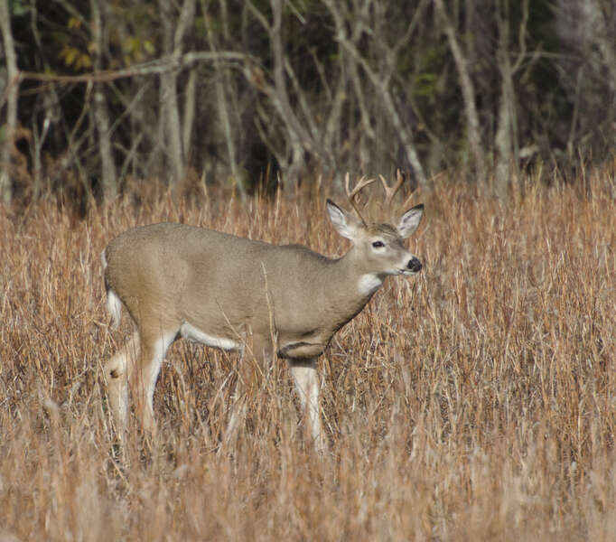 Image of White-tailed deer