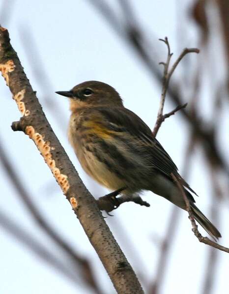 Image of Dendroica coronata