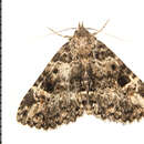 Image of Common Fungus Moth