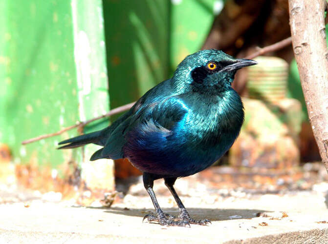 Image of Greater Blue-eared Glossy-starling