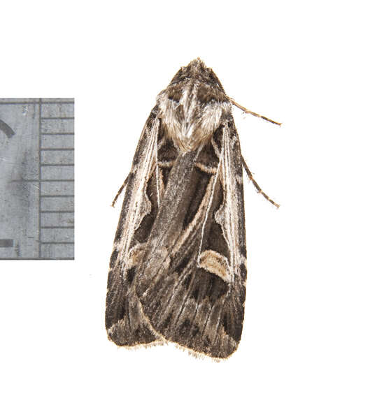 Image of Dingy Cutworm Moth