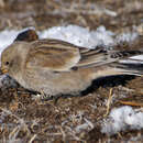 Image of Black-winged Snowfinch