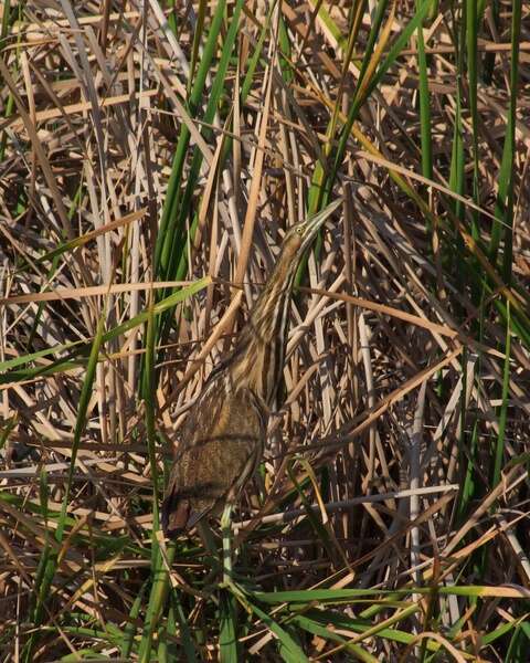 Image of American Bittern