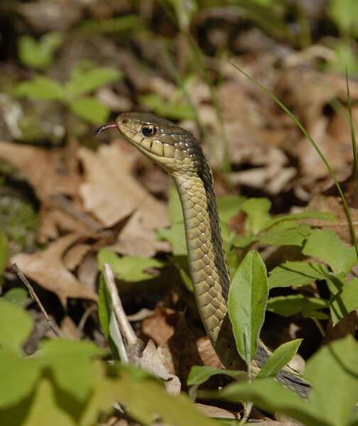 Imagem de Thamnophis sirtalis (Linnaeus 1758)