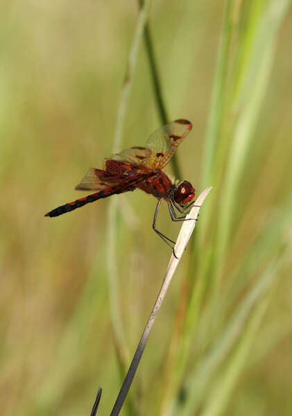 Celithemis Hagen 1861 resmi