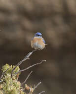 Image of Western Bluebird