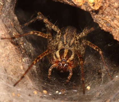 Image of Grass Spiders