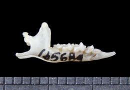 Image of Horsfield's shrew