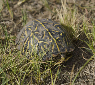 Image of Ornate Box Turtle