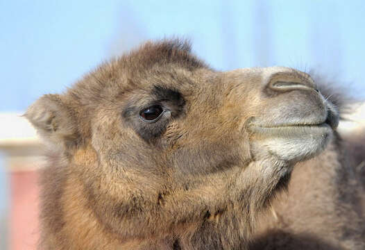 Image of camels