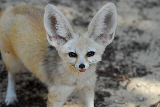 Image de Fennec