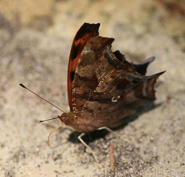 Plancia ëd Polygonia interrogationis Fabricius 1798